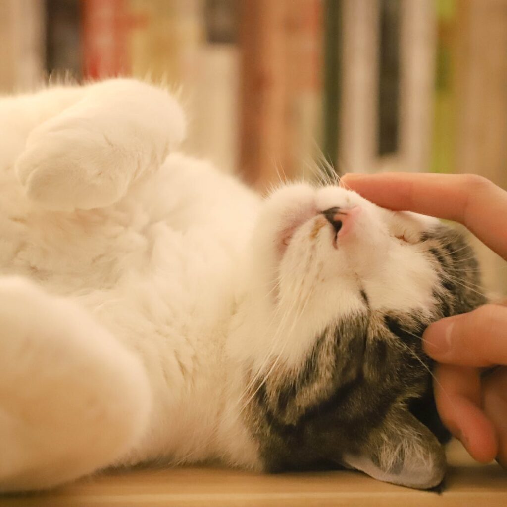 person holding kitten