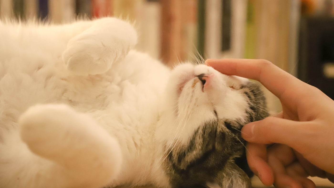 person holding kitten