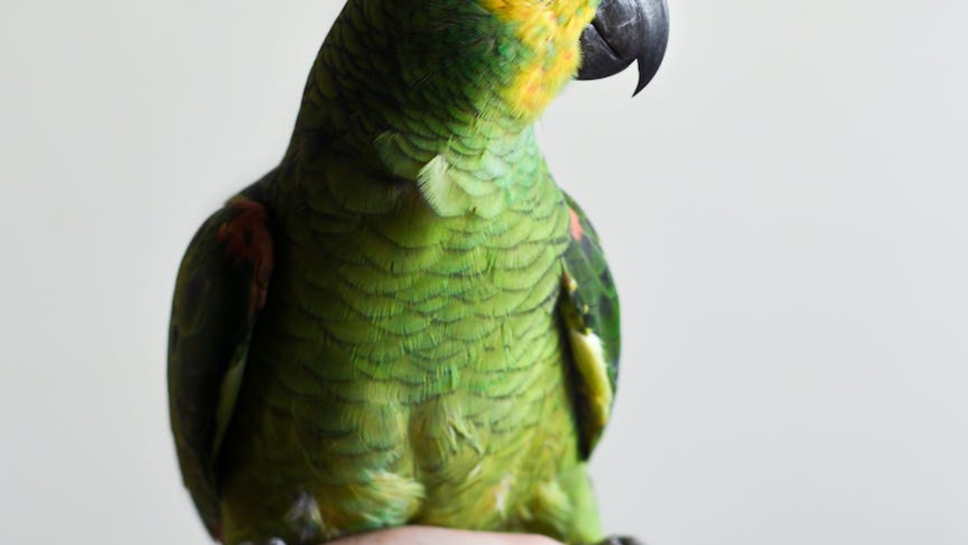 green parrot on person s hand