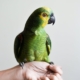 green parrot on person s hand