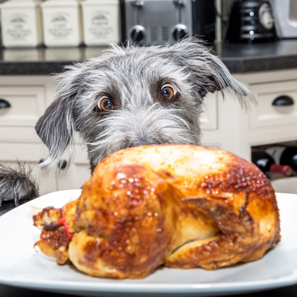Funny photo of a bad dog with paws on kitchen counter looking at a roasted chicken with big excited eyes